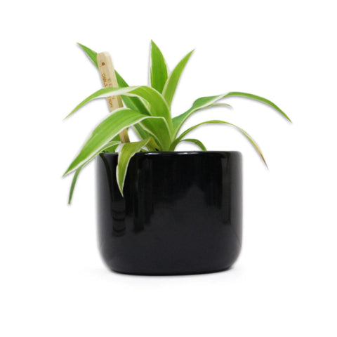 Jurassic Park Logo Plant Pot